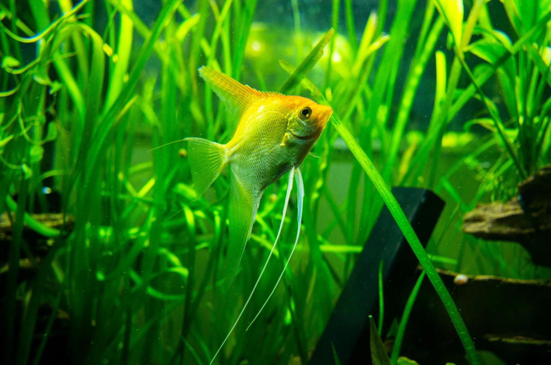 Yellow Angelfish swimming near the surface among aquatic plants