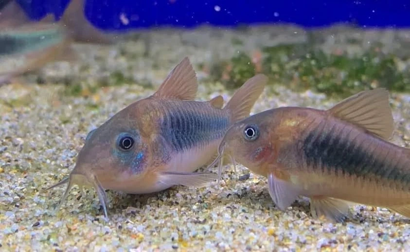 Two bronze corydoras swimming at the bottom of an aquarium