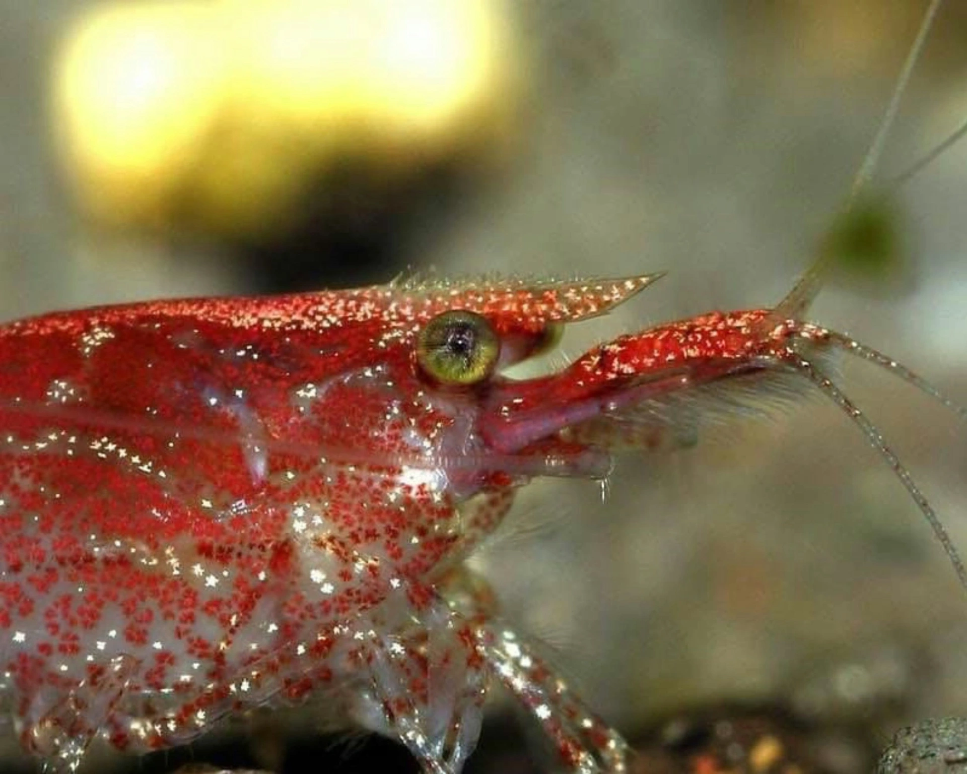 Close up of cherry shrimp at the bottom of an aquarium