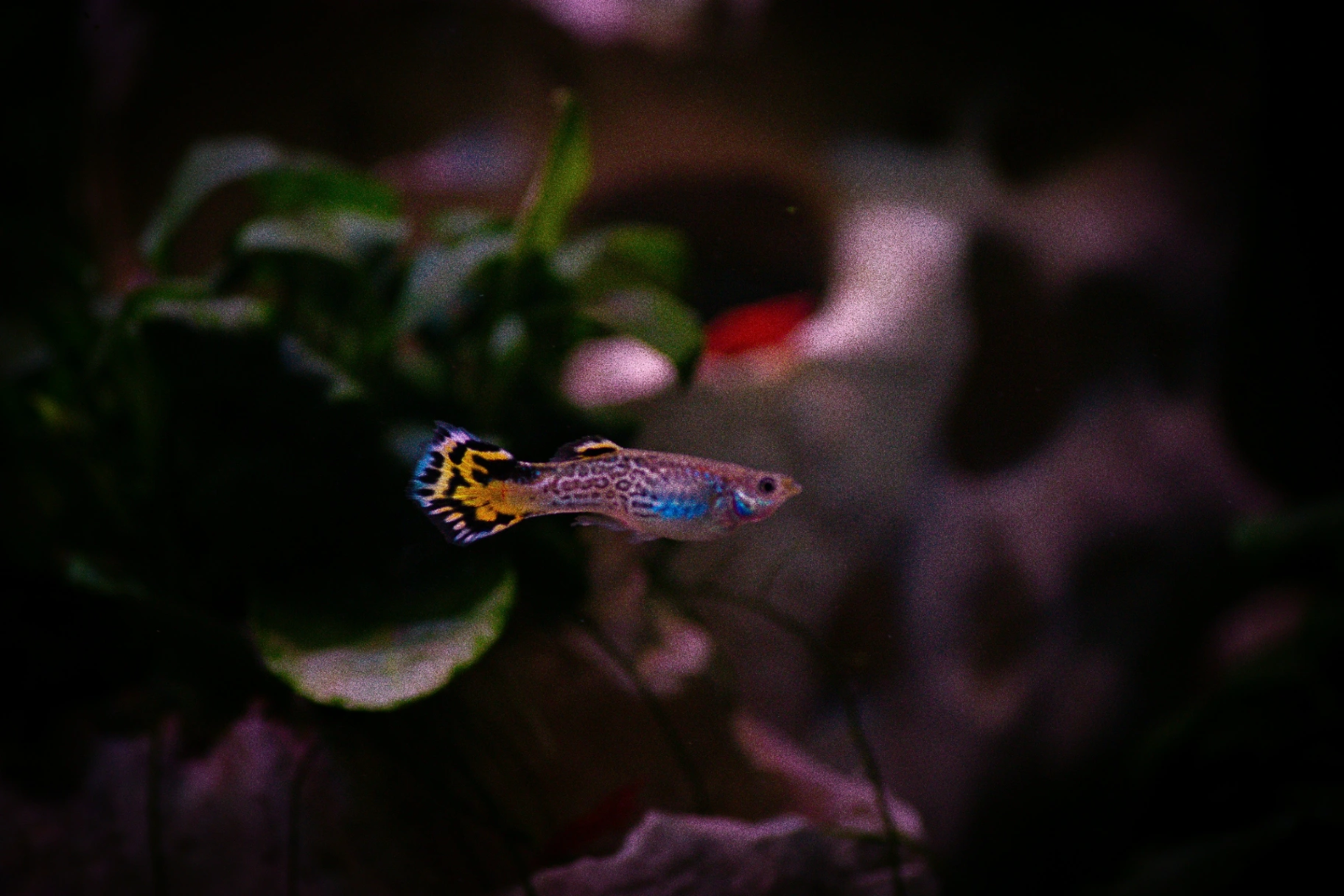 Yellow female tiger guppy fish swimming in aquarium