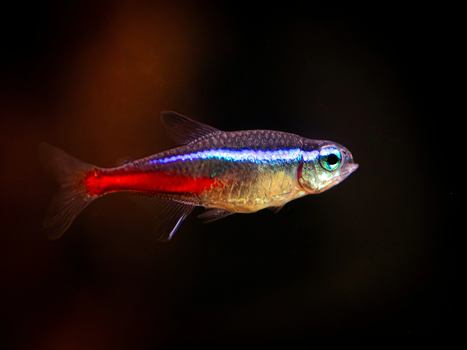 Single neon tetra swimming in a dark aquarium